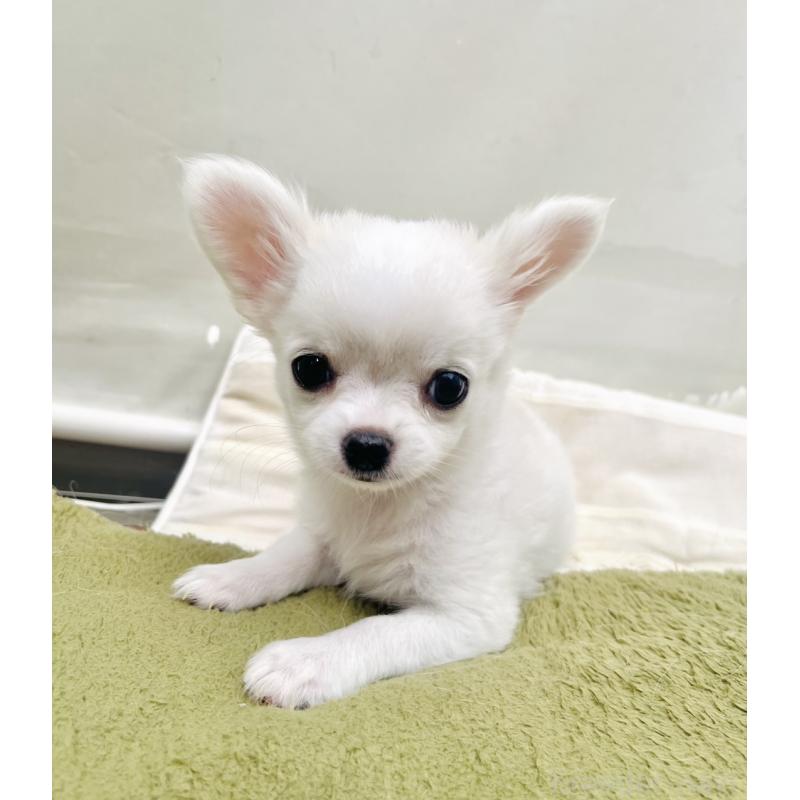 販売中の愛知県のチワワ(ロングコート)-419717の6枚目