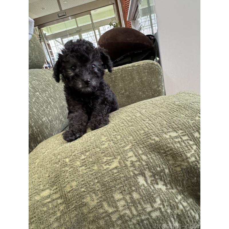 成約済の福岡県のタイニープードル-423254の6枚目