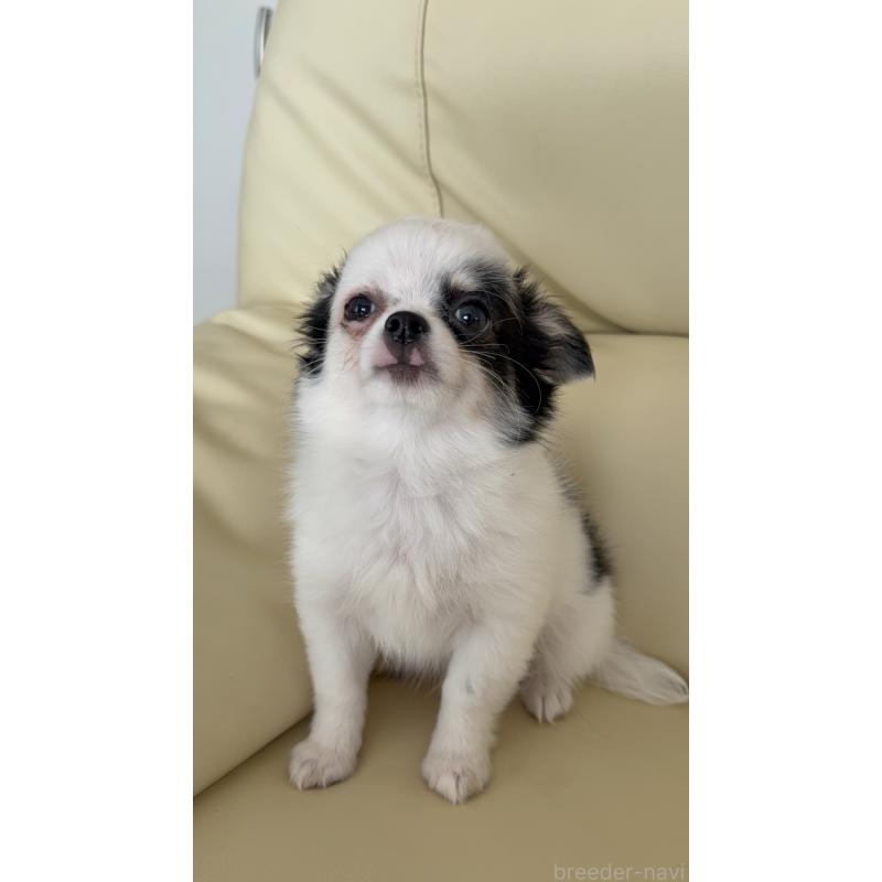 販売中の高知県のチワワ(ロングコート)-424063の6枚目