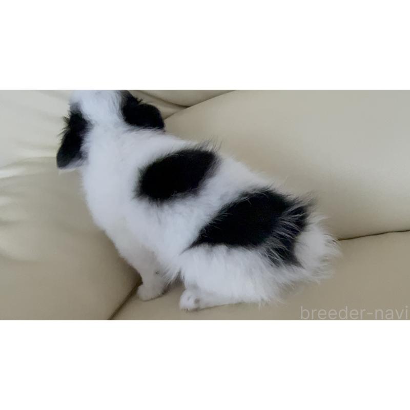 販売中の高知県のチワワ(ロングコート)-424063の5枚目