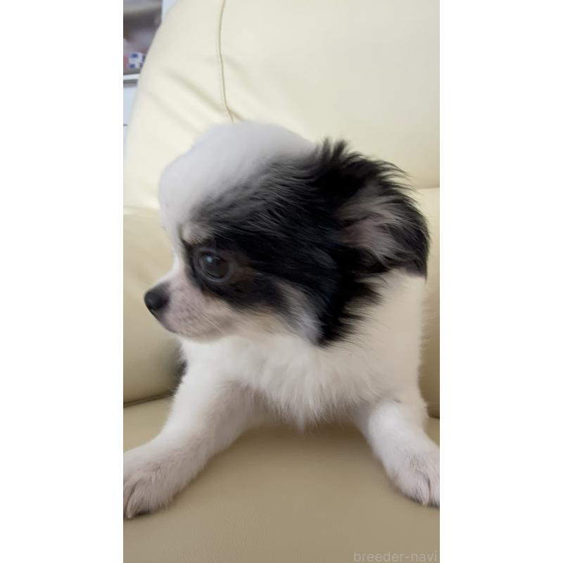 販売中の高知県のチワワ(ロングコート)-424063の4枚目