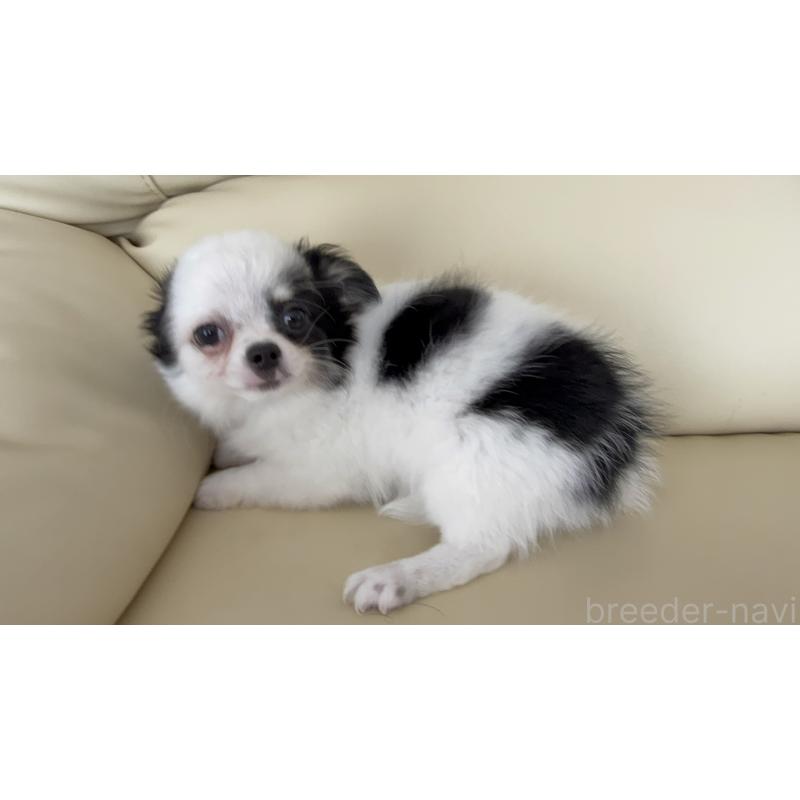 販売中の高知県のチワワ(ロングコート)-424063の3枚目