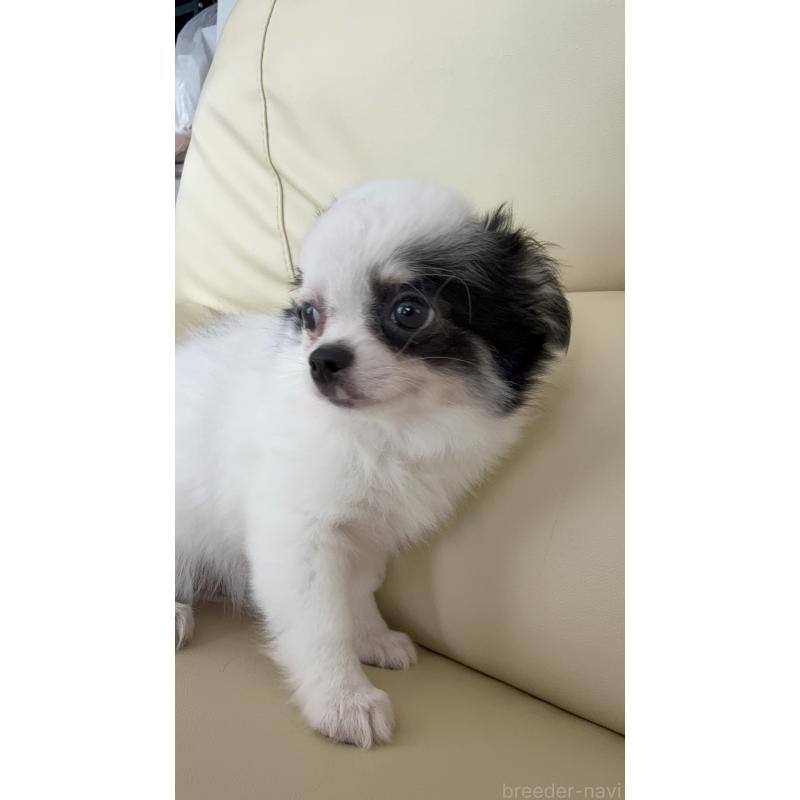 販売中の高知県のチワワ(ロングコート)-424063の2枚目