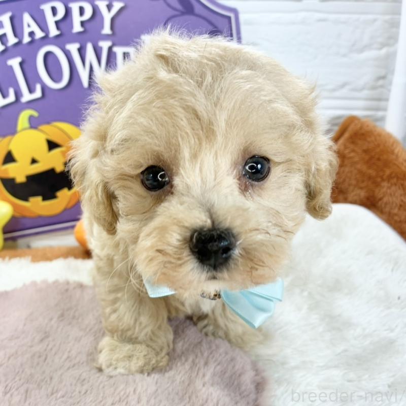 販売中の岐阜県のマルプー:マルチーズ×トイプードル-424065