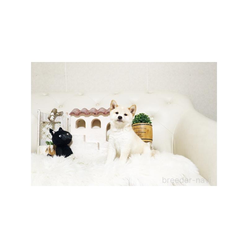 成約済の佐賀県の豆柴-419474の4枚目