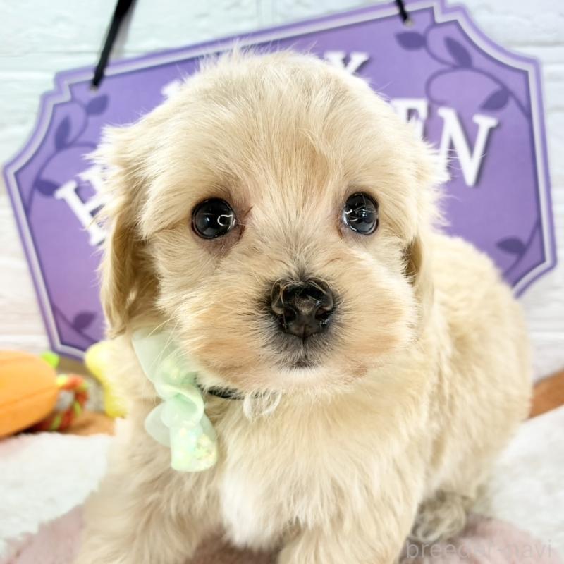 販売中の岐阜県のマルプー:マルチーズ×トイプードル-424068