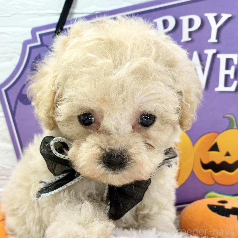 販売中の岐阜県のマルプー:マルチーズ×トイプードル-424072