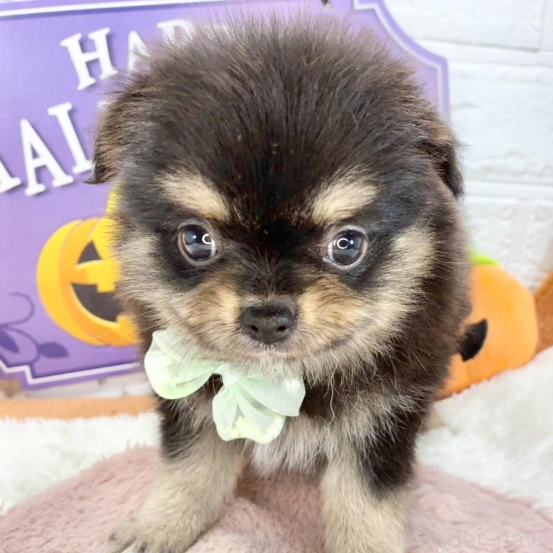 販売中の岐阜県のポメチワ:ポメラニアン×チワワ-424074