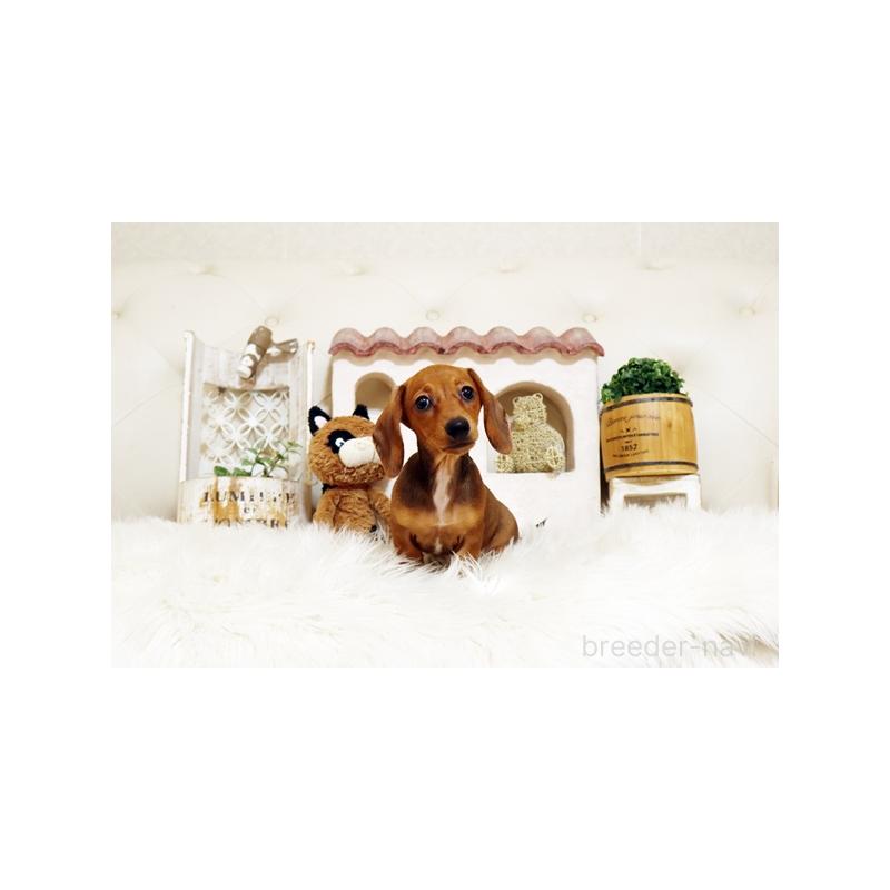 販売中の佐賀県のミニチュアダックスフンド(スムースヘアード)-420795の5枚目