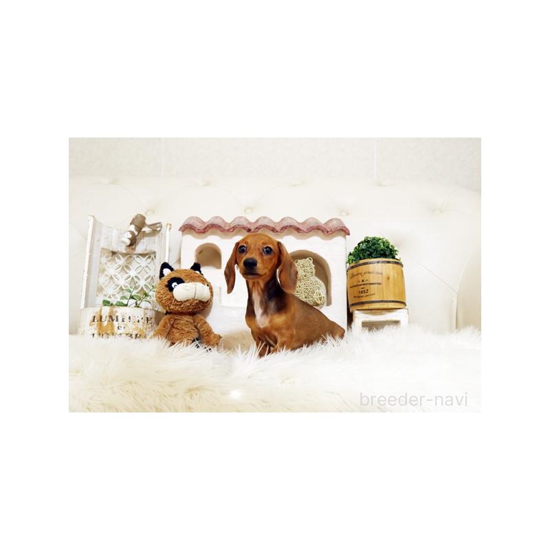 販売中の佐賀県のミニチュアダックスフンド(スムースヘアード)-420795の4枚目