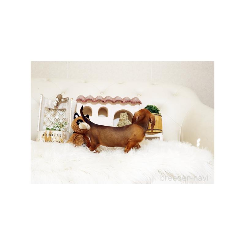 販売中の佐賀県のミニチュアダックスフンド(スムースヘアード)-420795の3枚目