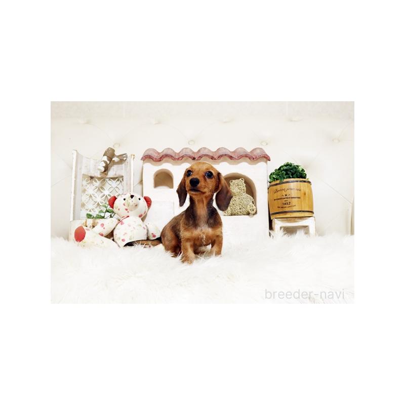 販売中の佐賀県のミニチュアダックスフンド(ワイヤーヘアード)-420796の4枚目