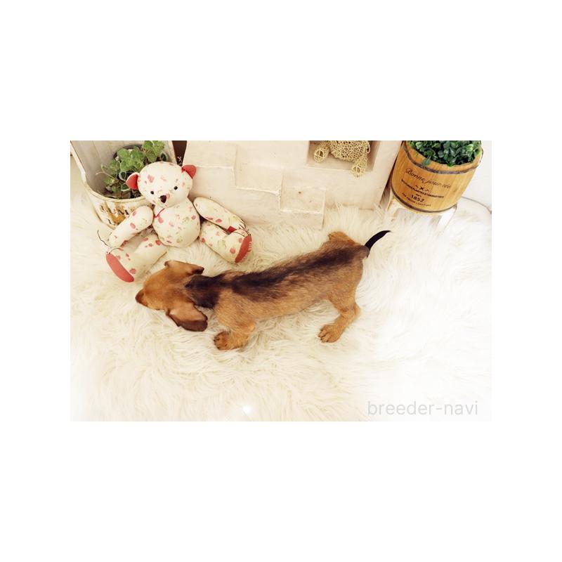 販売中の佐賀県のミニチュアダックスフンド(ワイヤーヘアード)-420796の2枚目