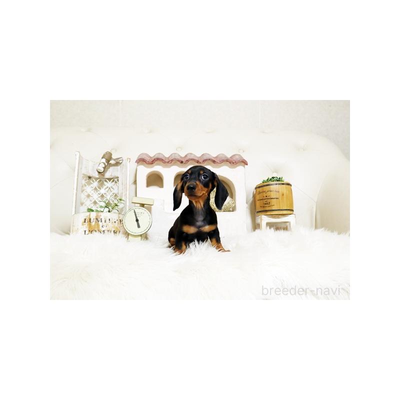 販売中の佐賀県のミニチュアダックスフンド(スムースヘアード)-424076の5枚目