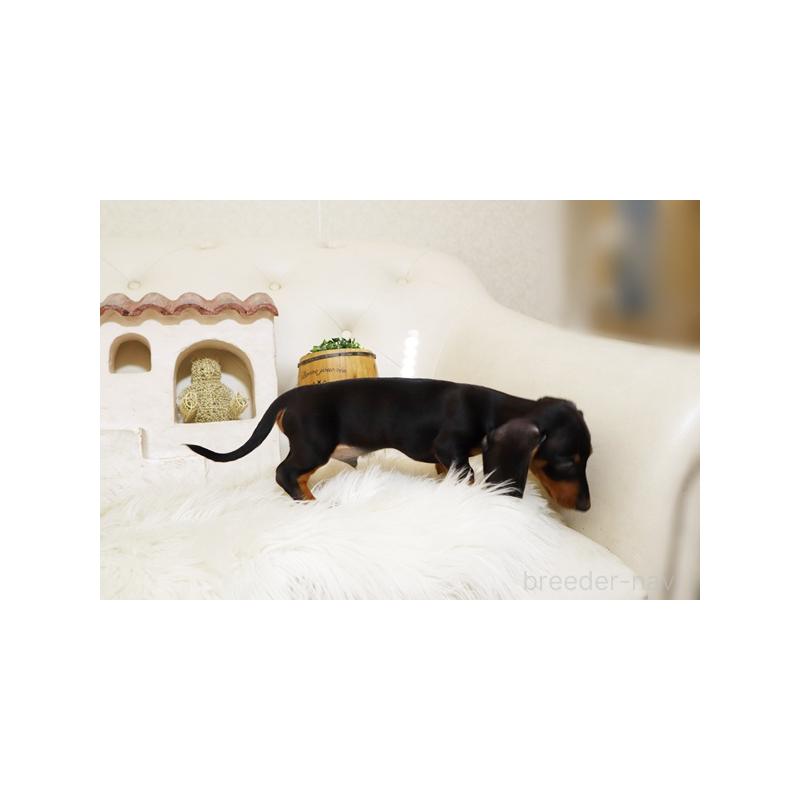 販売中の佐賀県のミニチュアダックスフンド(スムースヘアード)-424076の2枚目