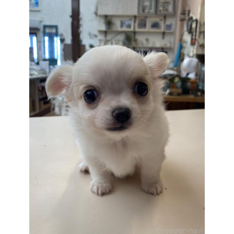 販売中の沖縄県のチワワ(ロングコート)-424079の5枚目