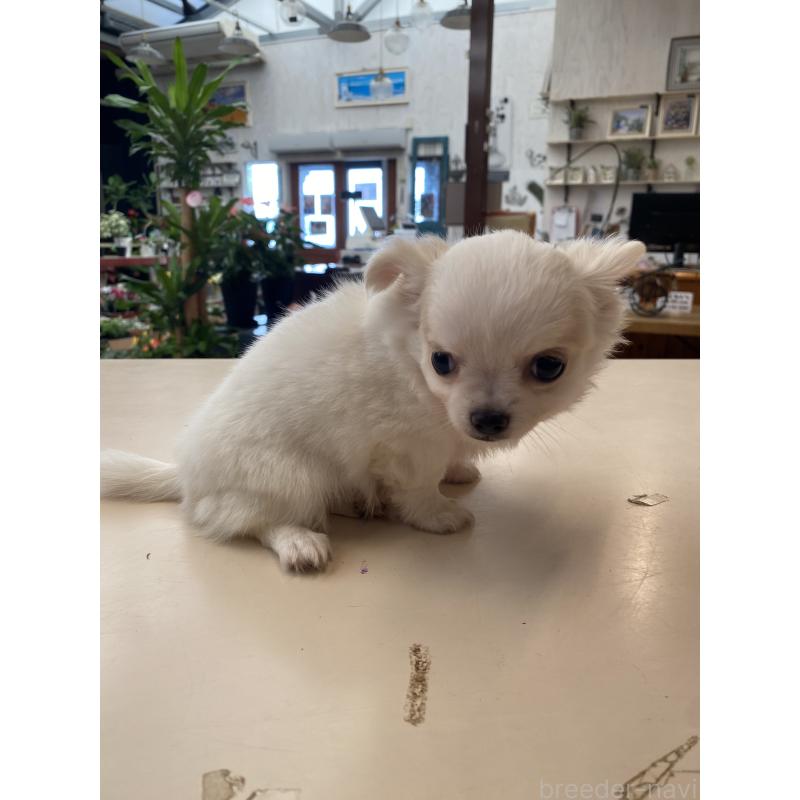 販売中の沖縄県のチワワ(ロングコート)-424079の4枚目