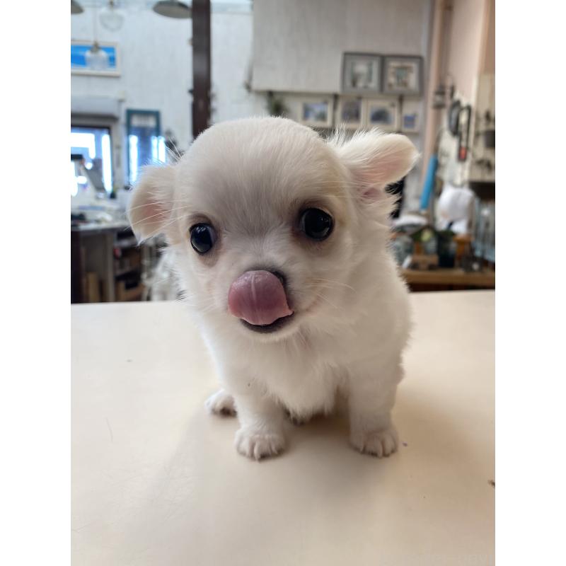 販売中の沖縄県のチワワ(ロングコート)-424079の3枚目