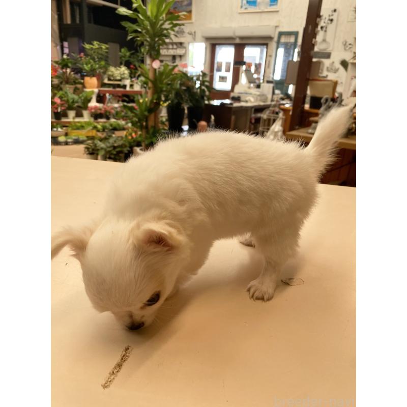 販売中の沖縄県のチワワ(ロングコート)-424079の2枚目