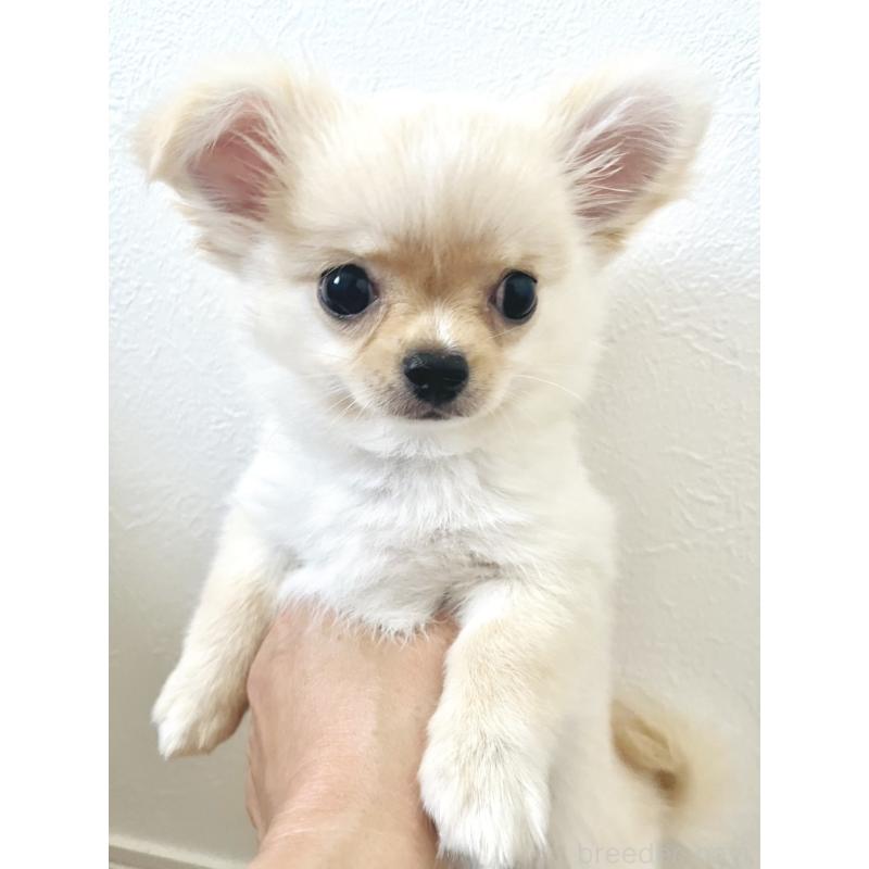 販売中の愛知県のチワワ(ロングコート)-417333の4枚目