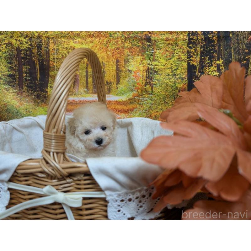 販売中の愛知県のタイニープードル-424078の6枚目