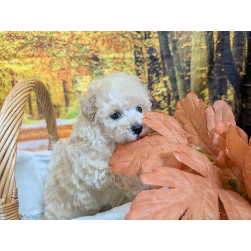 販売中の愛知県のタイニープードル-424078の5枚目