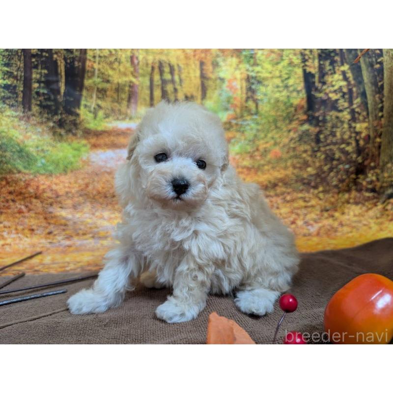 販売中の愛知県のタイニープードル-424078の4枚目