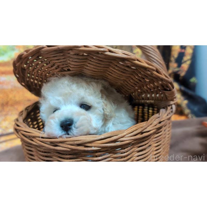 販売中の愛知県のタイニープードル-424078の3枚目