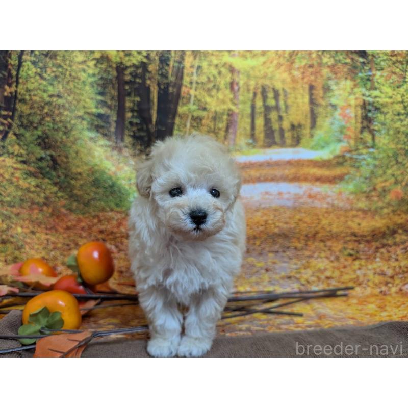 販売中の愛知県のタイニープードル-424078の2枚目