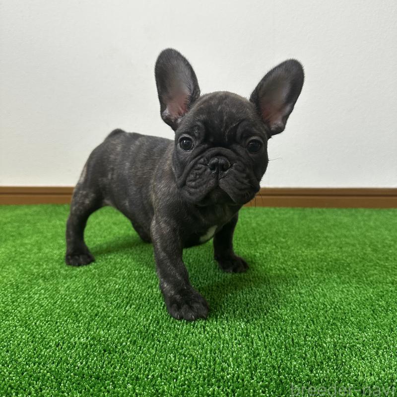 成約済の兵庫県のフレンチブルドッグ-422376の17枚目