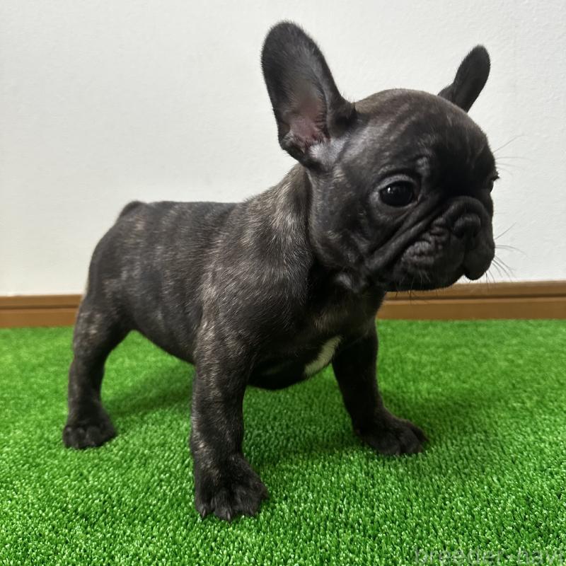 成約済の兵庫県のフレンチブルドッグ-422376の16枚目