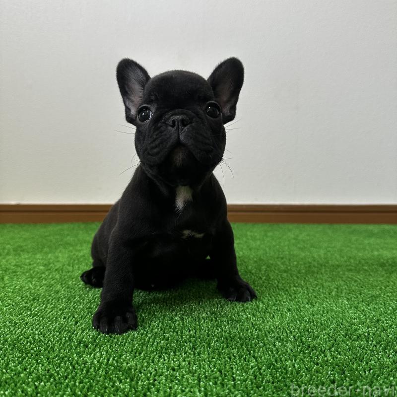 販売中の兵庫県のフレンチブルドッグ-422378の11枚目