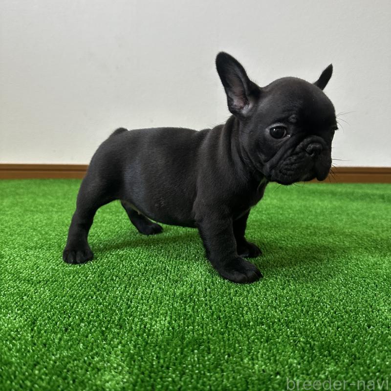 販売中の兵庫県のフレンチブルドッグ-422378の10枚目