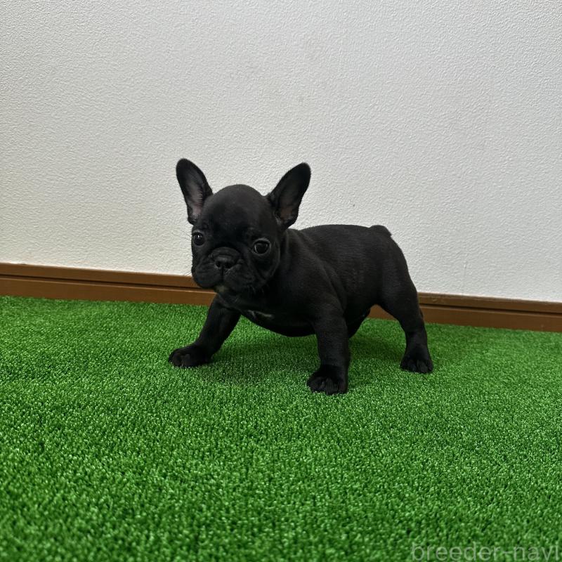 販売中の兵庫県のフレンチブルドッグ-422378の8枚目