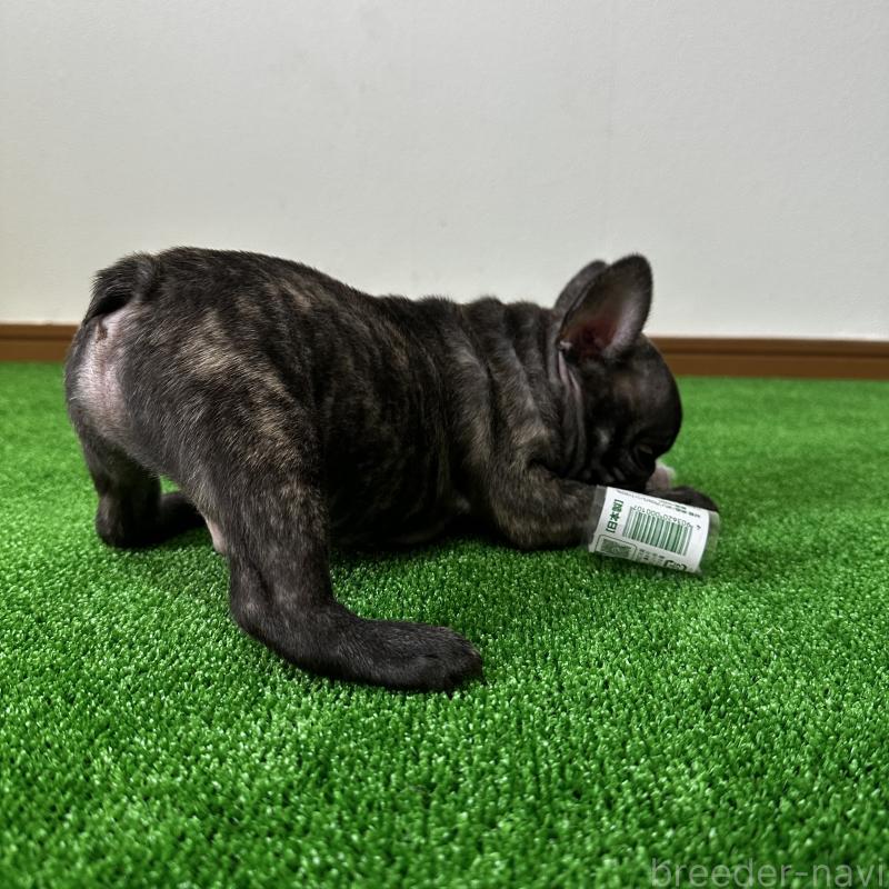 販売中の兵庫県のフレンチブルドッグ-422377の6枚目