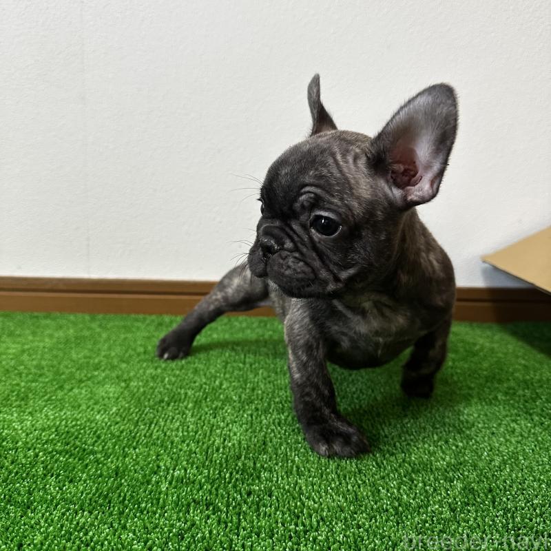 販売中の兵庫県のフレンチブルドッグ-422377の5枚目
