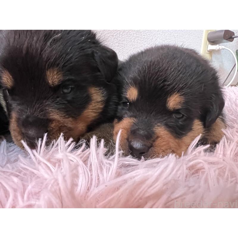 成約済の愛知県のロットワイラー-420077の3枚目