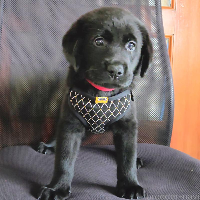 販売中の三重県のラブラドールレトリーバー-421402の9枚目