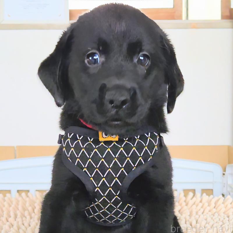 販売中の三重県のラブラドールレトリーバー-421402の8枚目