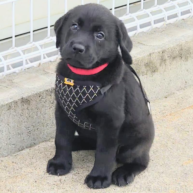 販売中の三重県のラブラドールレトリーバー-421402の7枚目