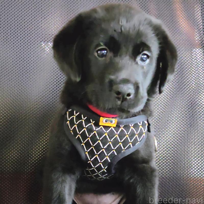 販売中の三重県のラブラドールレトリーバー-421402の6枚目