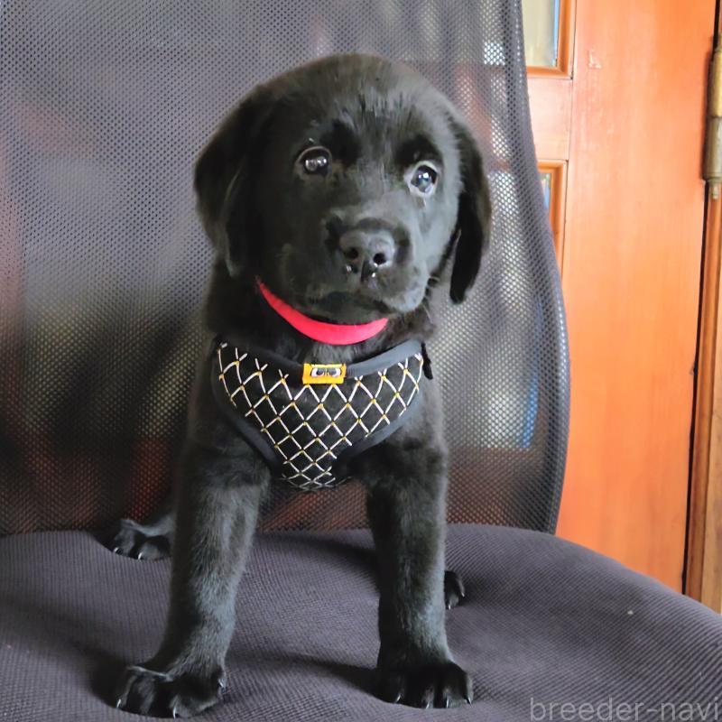 販売中の三重県のラブラドールレトリーバー-421402の5枚目