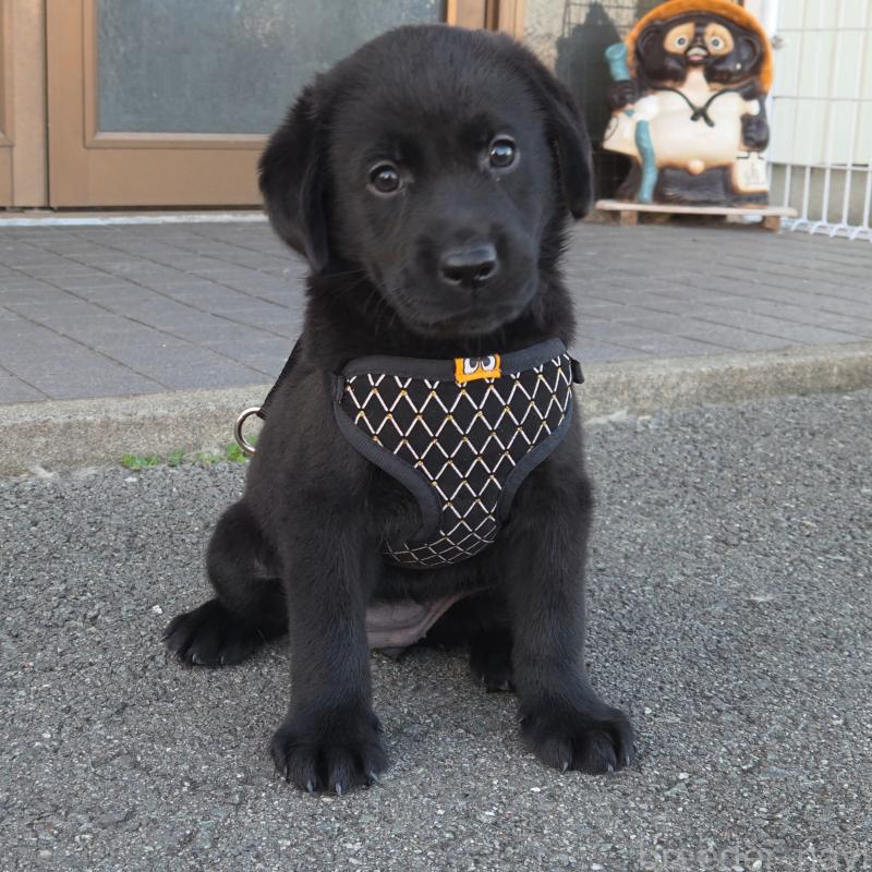販売中の三重県のラブラドールレトリーバー-421402の3枚目