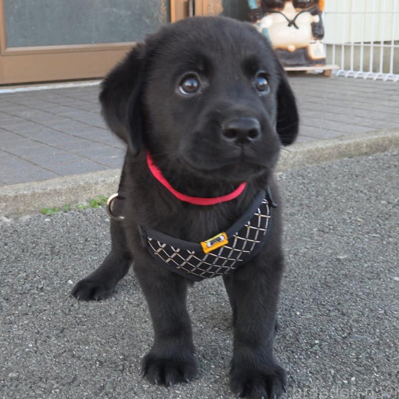 販売中の三重県のラブラドールレトリーバー-421402の2枚目