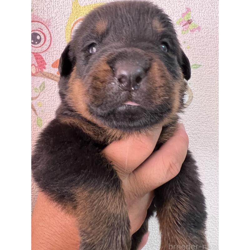 販売中の愛知県のロットワイラー-420737の6枚目