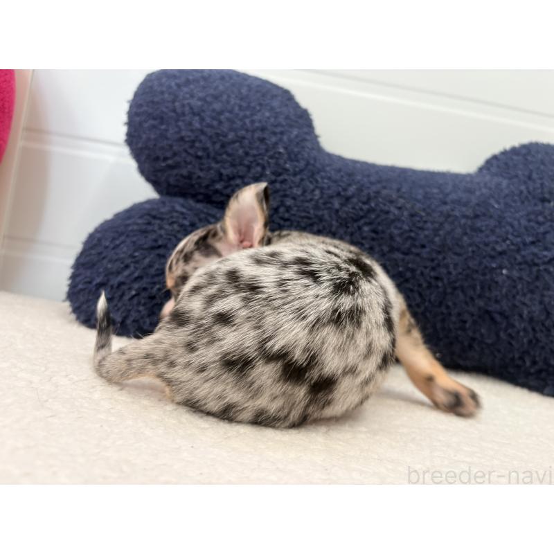 商談中の千葉県のチワワ(スムースコート)-424081の5枚目