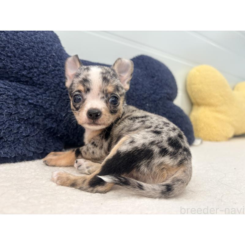 商談中の千葉県のチワワ(スムースコート)-424081の4枚目