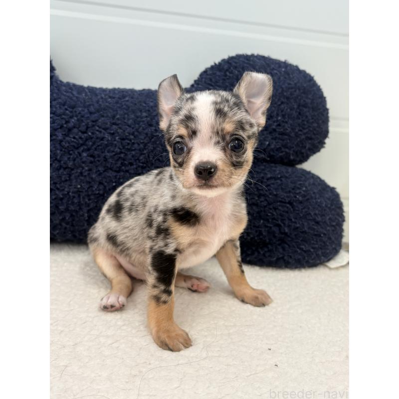 商談中の千葉県のチワワ(スムースコート)-424081の3枚目