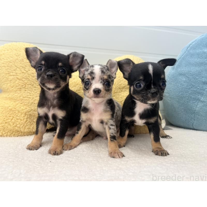 商談中の千葉県のチワワ(スムースコート)-424081の2枚目