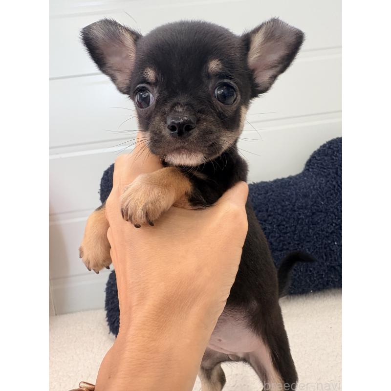 販売中の千葉県のチワワ(スムースコート)-424082の6枚目